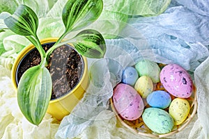 Colorful easter eggs in backet and green plant in yellow pot