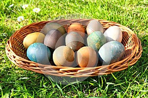 Colorful Easter eggs in the basket on green grass.