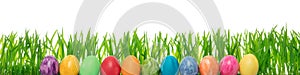 colorful easter eggs in front of grass blades, white background, Panorama