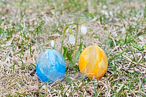 Colorful easter eggs in front of white snowdrop flower