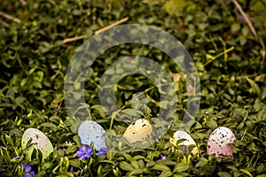 Colorful easter eggs in the grass