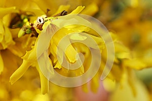 Colorful easter eggs hanging on the forsythia shrub in the garden