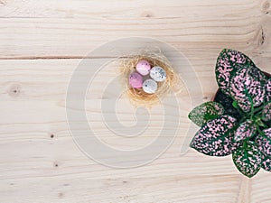 Colorful Easter eggs nest with quail eggs and a green and pink plant on wooden background