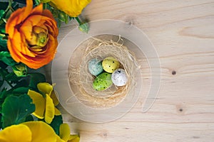 Colorful Easter eggs nest with quail eggs and yellow and orange flowers on wooden background