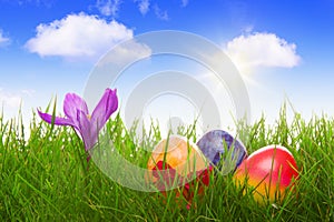 Colorful easter eggs and purple crocuses.