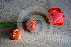 Colorful Easter eggs and red tulip on a wooden table - close up view
