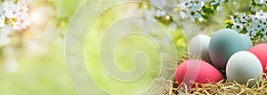 Colorful easter eggs in spring