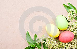 Colorful Easter eggs and white flower with green leaves