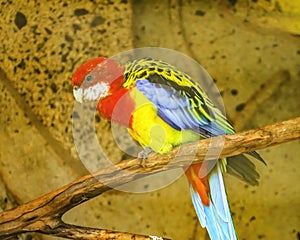 Colorful Easterm Rosella Parrot Bird Waikiki Honolulu Hawaii