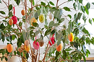 Colorful eggs decorating an ornamental Ficus Benjamina `Exotica` indoor plant, for the Easter holiday