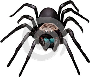 Colorful and elegant spider image. AI-Generated.