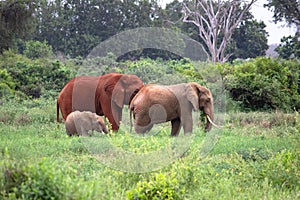 Colorful Elephant Family