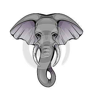 Colorful elephant head with trunk and tusks. Wild powerful mammal. Vector color silhouette