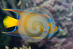 A colorful emperor fish