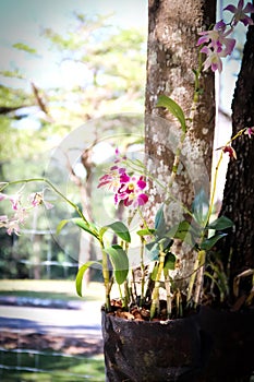 Colorful endrobium orchids flowers close up or light purple dendrobium hybrid blooming hanging on tree background