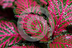 Colorful Episcia plant