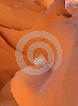 colorful eroded red rock in slot canyon contrasts ball of spinifex , antelope valley, page, arizona, usa