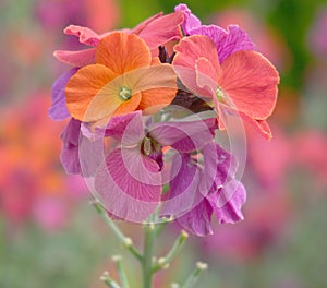 Colorful Erysimum ‘Winter Orchid’ Wallflower flowers close up.