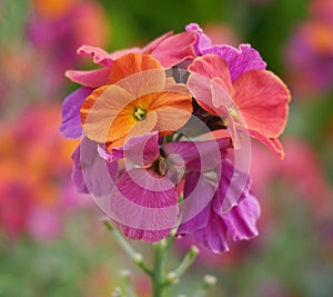 Colorful Erysimum ‘Winter Orchid’ Wallflower flowers close up.