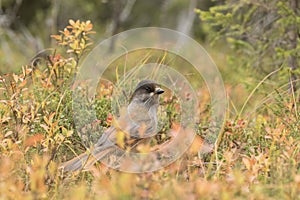 Colorful Eurasian bird species, Siberian jay, Perisoreus infaustus, in taiga forest during autumn foliage