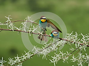 Colorful European bee-eater Merops apiaster