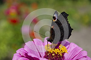 Colorful european peacock butterfly Inachis io, Aglais io sits on an magenta Zinnia flower with closed wings, blurred