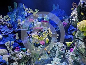 Colorful and exotic aquarium