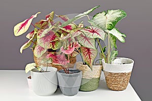 Colorful exotic Caladium plants in flower pots on white table