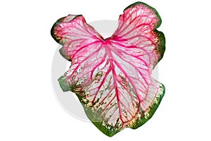 Caladium plants name Hanu Ma Nom Phlapphla. It is a highly popular and expensive ornamental plant