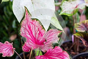 exotic Caladium plants name Hanu Man Khaofao. It is a highly popular and expensive ornamental plant