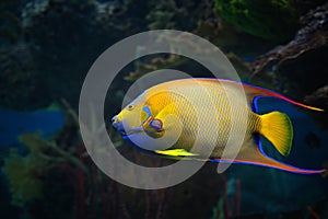 Colorful exotic fish