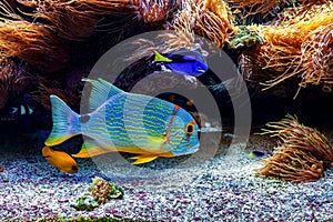 Colorful exotic fish in aquarium.