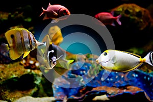 Colorful exotic fish an in tropical fish