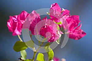 Colorful exotic flowers in a garden