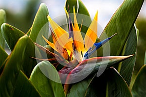 Colorful exotic flowers in a garden