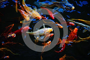 Colorful exotic koi fish in a feeding frenzy