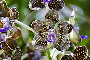 Colorful Exotic Orchid.