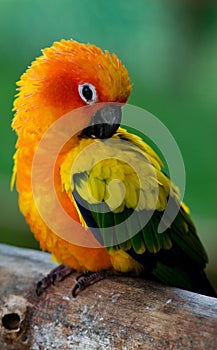 Colorful exotic parrot
