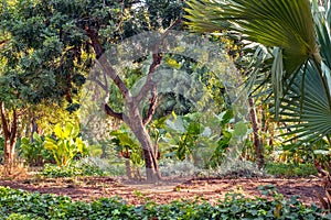 Colorful and exotic scene frome Malaga central parque photo