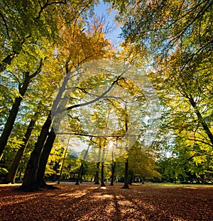 Colorful fall autumn park