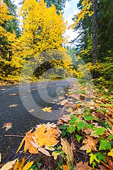 Colorful fall backroad in Washington State vertical view