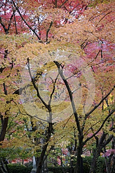 Colorful fall color leaves in Eikando Zenrinji gardens in Kyoto, Japan