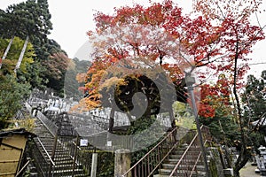 Colorful fall color leaves in Eikando Zenrinji gardens in Kyoto, Japan