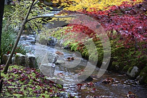 Colorful fall color leaves in Eikando Zenrinji gardens in Kyoto, Japan