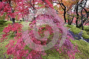 Colorful fall color leaves in Eikando Zenrinji gardens in Kyoto, Japan