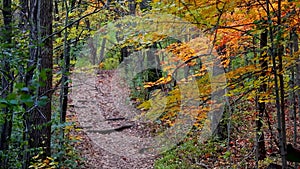 Colorful fall foliage along forest trail in Michigan