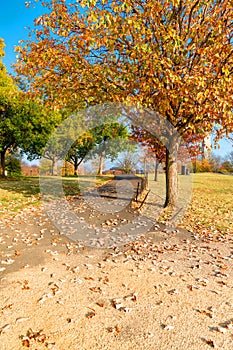 Colorful fall foliage along public path in Washington D.C