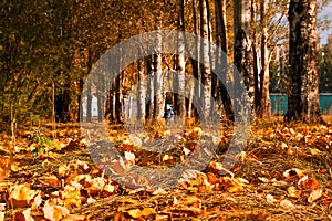 Colorful Fall Foliage, Autumn Trees. Blurred Kid Walking in a City Park