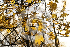 Colorful fall foliage in the park