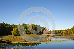 Colorful fall foliage on shoreline of Pine Acres Pond, Connecticut